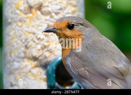 Europäischer Robin (Erithacus rubecula) Erwachsener an einem Gartenvogelfutter Stockfoto