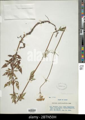 Patrinia scabiosifolia Link. Stockfoto