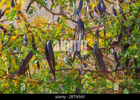 Hülsenfrüchte der Erbsenfrüchte Gleditsia triacanthos Baum, gemeinsame Honigheuschenzweige Stockfoto