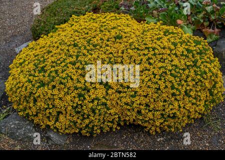 Spanischer Görse. Spanische Pelze Spanische Ginster Strauch blühende Genista hispanica Stockfoto