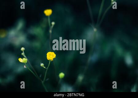 Schöne erstaunliche gelbe Blumen auf Hintergrund von sonnigen Gras in Sommerwäldern Stockfoto