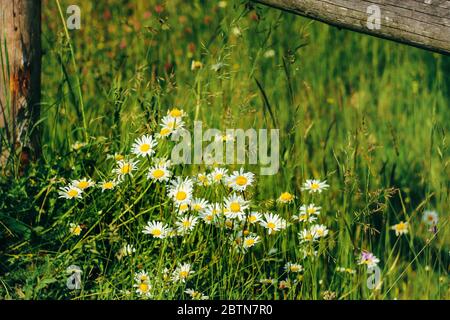 Erstaunlich schöne Aussicht auf die Berge Blumen und Gras unter Holzzaun im Sommer Wiese Stockfoto