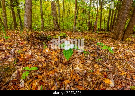 Eine weiße Blume eines trilliums (Trillium grandiflorum), die im Frühjahr auf der Old Mission Peninsula, Traverse City, Michigan, USA blüht. Stockfoto