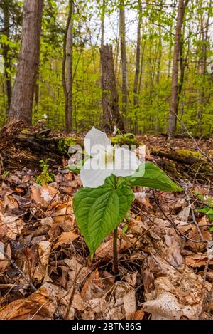 Eine weiße Blume eines trilliums (Trillium grandiflorum), die im Frühjahr auf der Old Mission Peninsula, Traverse City, Michigan, USA blüht. Stockfoto