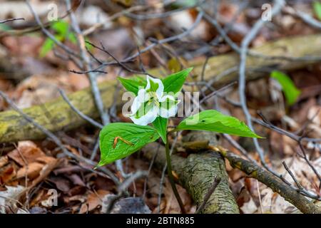 Eine weiße Blume eines trilliums (Trillium grandiflorum), die im Frühjahr auf der Old Mission Peninsula, Traverse City, Michigan, USA blüht. Stockfoto