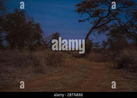 Nachtansicht von Wald und Resorts mit Blick auf die Landschaft Stockfoto