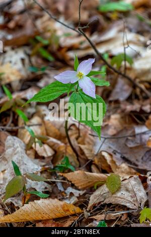 Eine weiße Blume eines trilliums (Trillium grandiflorum), die im Frühjahr auf der Old Mission Peninsula, Traverse City, Michigan, USA blüht. Stockfoto