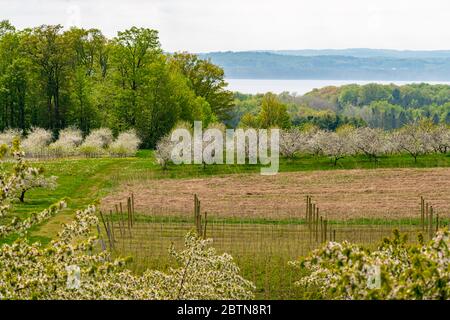 Blick auf blühende Kirschbäume in Obstgarten mit Weinbergen im Vordergrund und Grand Traverse Bay im Hintergrund im Frühling. Stockfoto