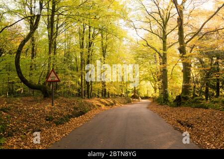 Morgen Herbstsonne in einem Laubwald am Crook Horn Hill im Exmoor National Park, Somerset, England. Stockfoto