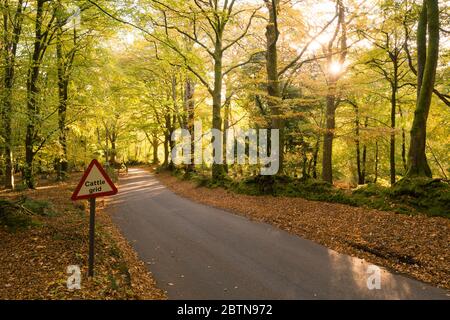 Morgen Herbstsonne in einem Laubwald am Crook Horn Hill im Exmoor National Park, Somerset, England. Stockfoto