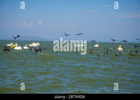 Gruppe von Schilfkormoranen und Pelikanen aus dem See Naiwasha Stockfoto