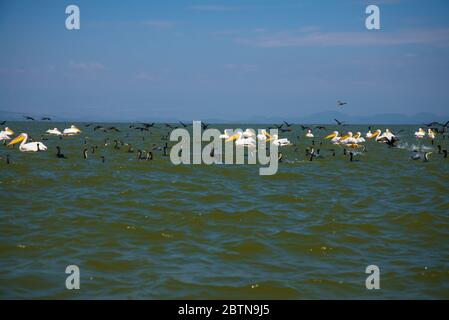 Gruppe von Schilfkormoranen und Pelikanen aus dem See Naiwasha Stockfoto