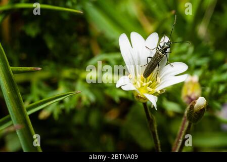 Ein kleiner Langhornkäfer sitzt auf einer weißen Blume, Makrofoto Stockfoto