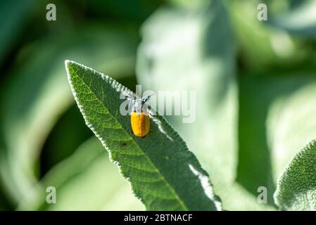 Clytra quadripunctata auf Salbeiblatt in der Sonne Stockfoto