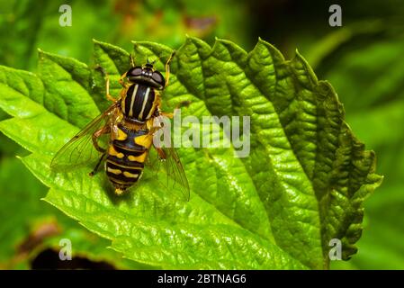 Eine Sonnenschwebfliege sitzt auf einem grünen Blatt, Makrofoto von Helophilus pendulus auf einem Blatt Stockfoto