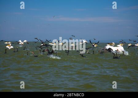 Gruppe von Schilfkormoranen und Pelikanen aus dem See Naiwasha Stockfoto