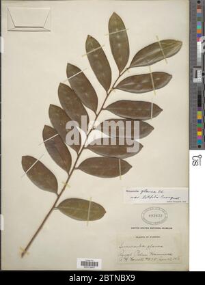 Simarouba glauca DC. Juli 20191, 12 Stockfoto