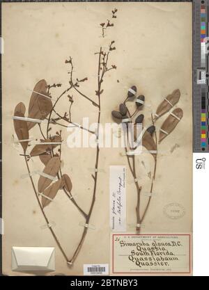 Simarouba glauca DC. Juli 20191, 12 Stockfoto