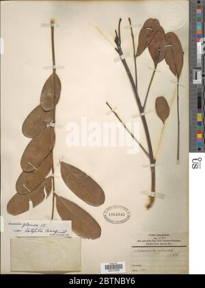 Simarouba glauca DC. Juli 20191, 12 Stockfoto