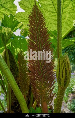 Gunnera manicata, brasilianischer Riese-Rhabarber Riese Rhabarber Blütenstand und Blätter Stockfoto