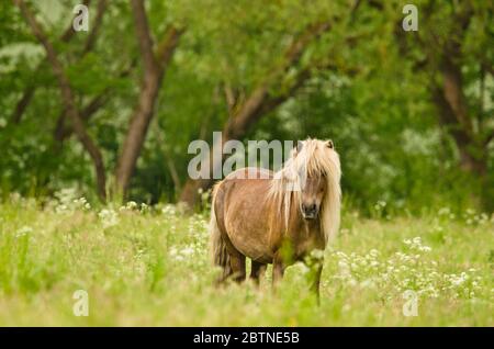 Schöne schwangere Stuten mit buntem Fell auf der Wiese, die auf die Geburt ihrer Fohlen warten Stockfoto