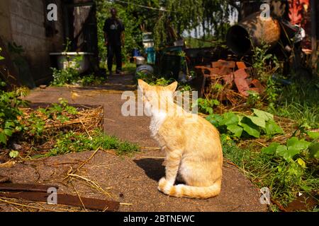 Rote Katze im Hof des Hauses im Dorf. Rote Katze Spaziergänge Sommer im Freien. Stockfoto