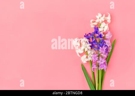 Rahmen aus Strauß von Frühlingsblumen aus weißen und lila Hyazinthen auf rosa Hintergrund Draufsicht Flat Lay Holiday Card Hallo Frühling Konzept Stockfoto