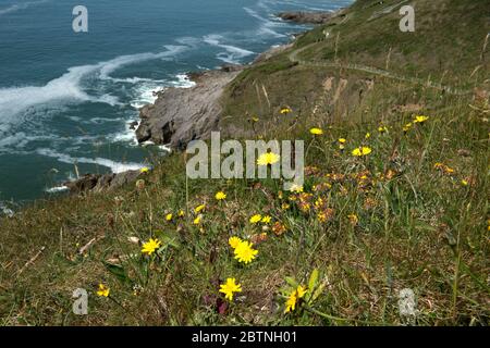 Sonniger Frühlingstag an der Gower Küste in der Nähe der Langland Bucht Stockfoto