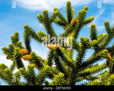 Affe Puzzle Baum Araucaria araucana ist ein Gartenbaum, der zweihäusig ist, mit Bäumen, die entweder männlich oder weiblich sind. Braune Zapfen zeigen, dass es männlich ist Stockfoto