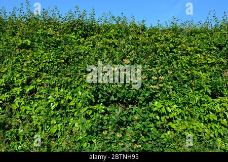 Hecke mit klebriges Willy und wildem Honeysuckle in Blüte, auch bekannt als Lonicera periclymenum Stockfoto