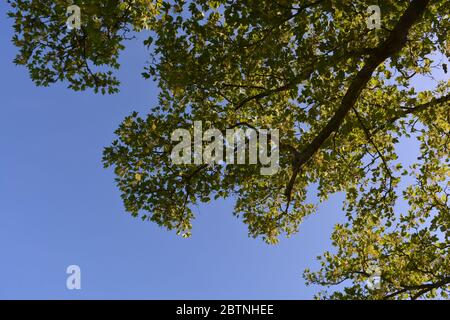 Platane Baum, auch bekannt als Acer pseudoplatanus, niedrige Winkel Blick auf Blatt Baldachin Stockfoto