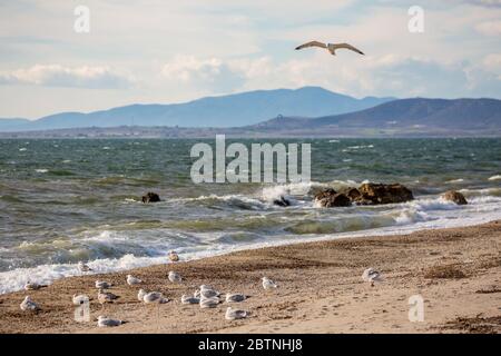 Eine Möwe, die über eine Herde Möwen fliegt, die am Strand ruhen und zum Meer schauen. Spätherbst Landschaftstag in der Nähe des Dorfes Fanari, Region Xanthi, Nordgriechenland. Selektiver Fokus Stockfoto