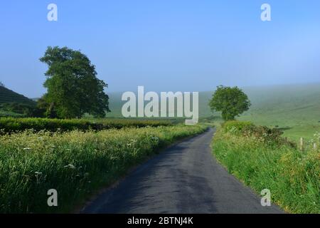 Landstraße an einem nebligen Morgen, Dorset UK Stockfoto