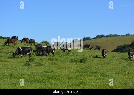 Herde von Milchvieh, die auf einem Dorset Hügel weiden Stockfoto