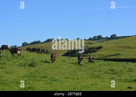 Herde von Milchvieh, die auf einem Dorset Hügel weiden Stockfoto