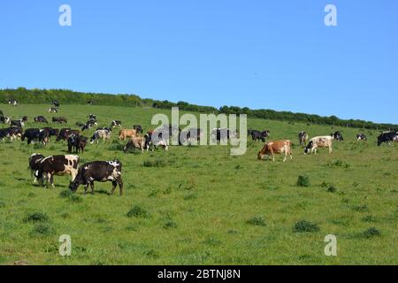 Herde von Milchvieh, die auf einem Dorset Hügel weiden Stockfoto