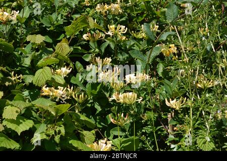 Hecke mit klebriges Willy und wildem Honeysuckle in Blüte, auch bekannt als Lonicera periclymenum Stockfoto