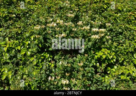 Hecke mit klebriges Willy und wildem Honeysuckle in Blüte, auch bekannt als Lonicera periclymenum Stockfoto