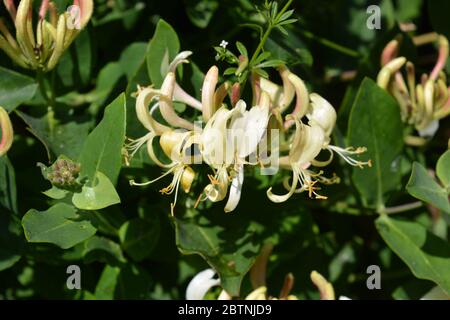 Wilde Geißblatt Blume, auch bekannt als Lonicera periclymenum, Nahaufnahme Stockfoto