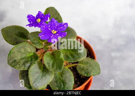 Senpolia blüht in einem Topf. Es ist allgemein als Afrikanisches Violett bekannt. Hauspflanze auf einem grauen Hintergrund. Stockfoto