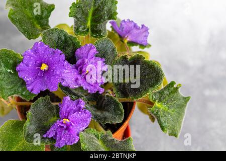 Senpolia blüht in einem Topf. Es ist allgemein als Afrikanisches Violett bekannt. Hauspflanze auf einem grauen Hintergrund. Stockfoto