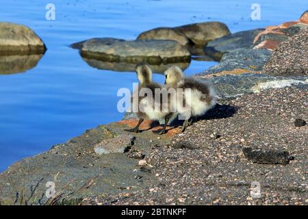 Zwei winzige Fuzzy Barnacle Gänse Gänse, Branta leucopsis, zögern, den Sprung ins Meer. Helsinki, Finnland. Stockfoto