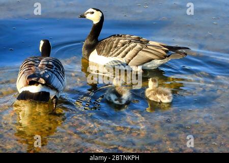 Zwei Erwachsene Barnacle Gänse, Branta leucopsis, und zwei winzige Fuzzy Gänse schwimmen im Meer. Helsinki, Finnland. Stockfoto