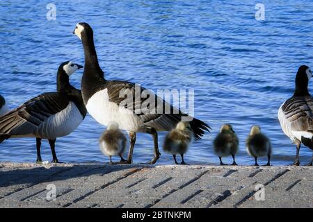 Familie der Barnacle Gänse, Branta leucopsis, mit vier jungen Fuzzy Gänse, die am Meeresufer stehen, bevor sie ins Wasser springen. Helsinki, Finnland. Stockfoto