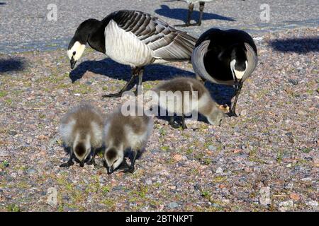 Drei junge Barnacle Gänse, Branta leucopsis, finden Nahrung, während zwei Erwachsene Vögel beobachten. Helsinki, Finnland. Stockfoto