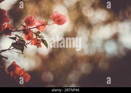 Rote Bougainvillea Blütenblätter. Bunte rote und rosa Bougainvillea Blumen auf einem langen Brunch verschwommen Bokeh Hintergrund. Sommer Frühling Blume Stockfoto