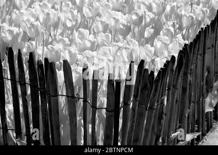 Infrarotbild - Tulpen in daher Stockfoto