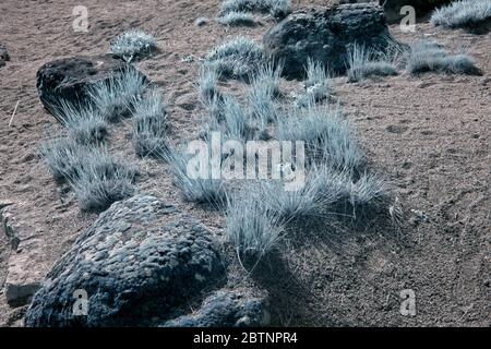 Infrarotbild - Wüstengras - künstliche Landschaft - botanischer Garten Stockfoto