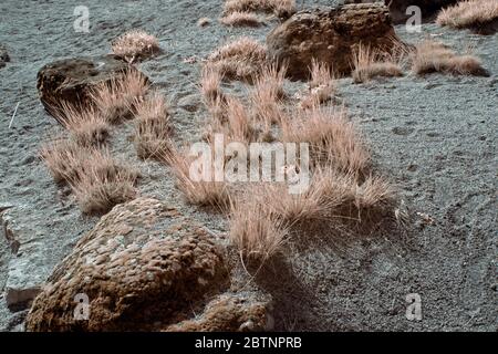 Infrarotbild - Wüstengras - künstliche Landschaft - botanischer Garten Stockfoto