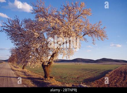 Mandelbaum mit Blumen. La Manchuela, Provinz Albacete, Kastilien La Mancha, Spanien. Stockfoto